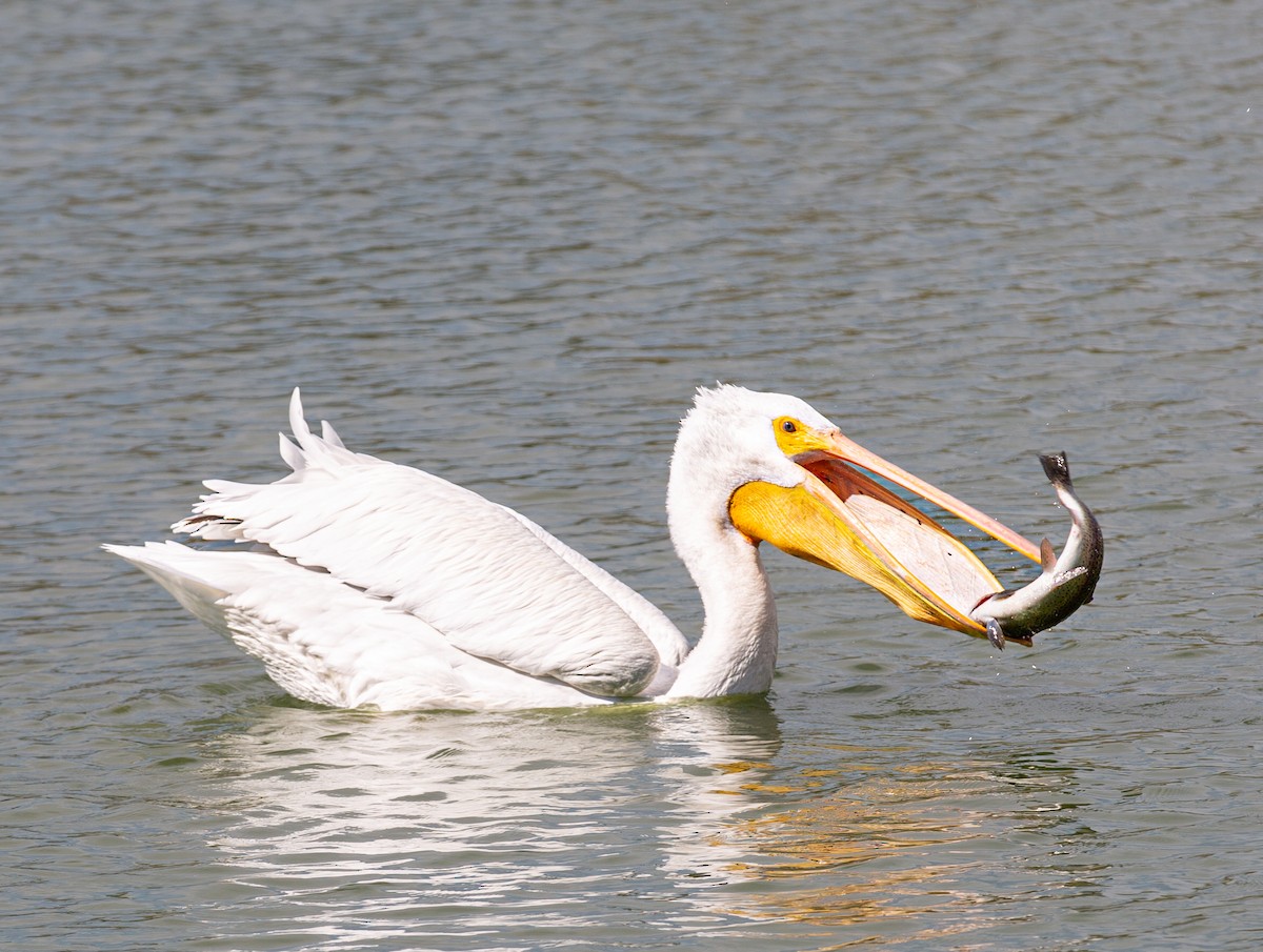 アメリカシロペリカン - ML644499293