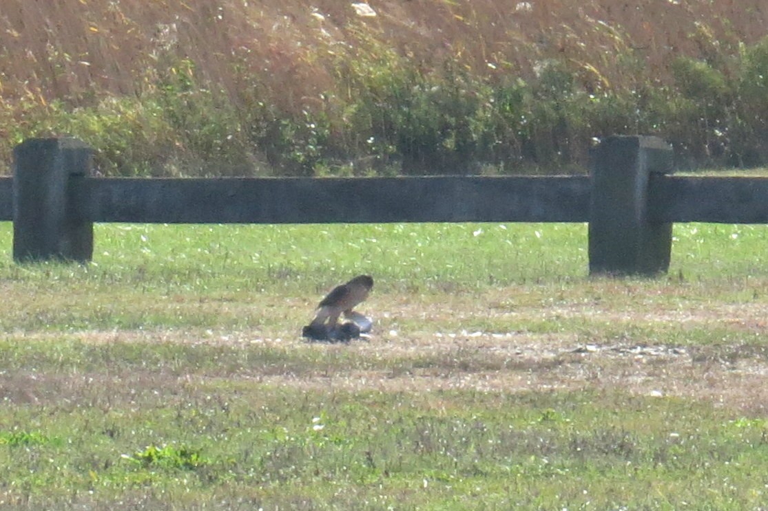 クーパーハイタカ - ML644499294