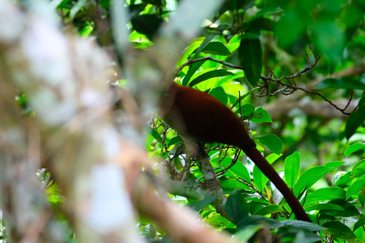 Common Squirrel-Cuckoo - ML644499295