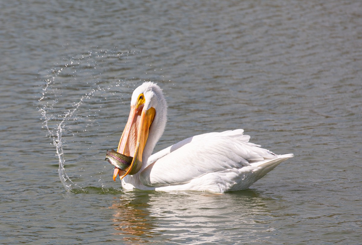 アメリカシロペリカン - ML644499296