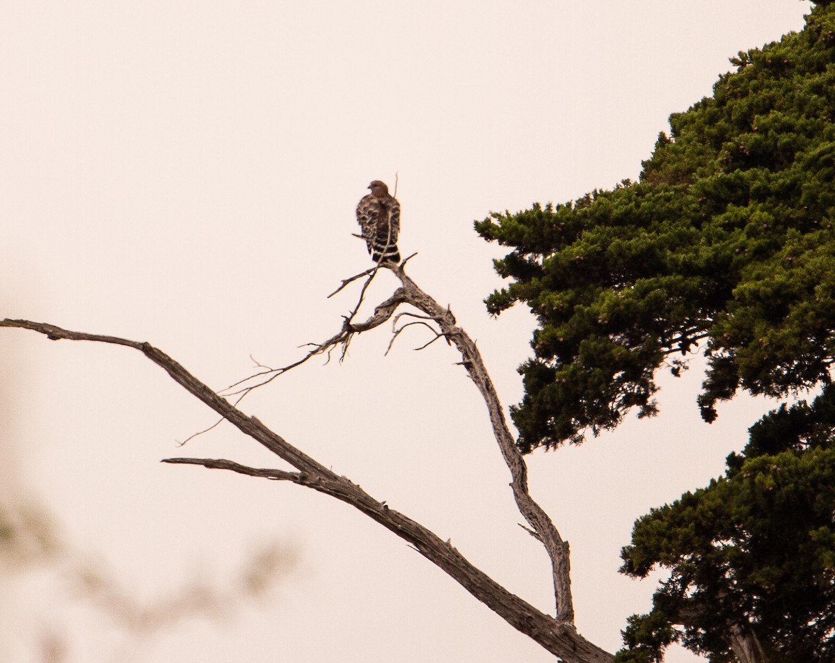 カタアカノスリ - ML644499297