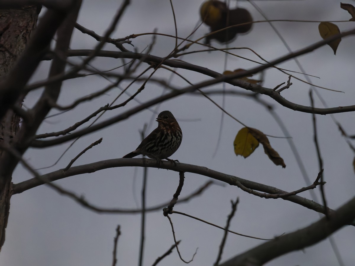 ゴマフスズメ - ML644499298