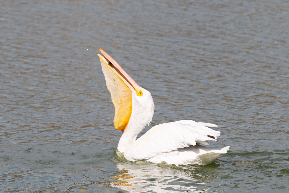 アメリカシロペリカン - ML644499299