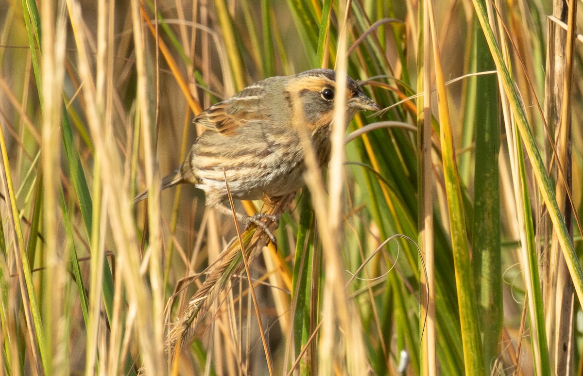 トゲオヒメドリ - ML644499301