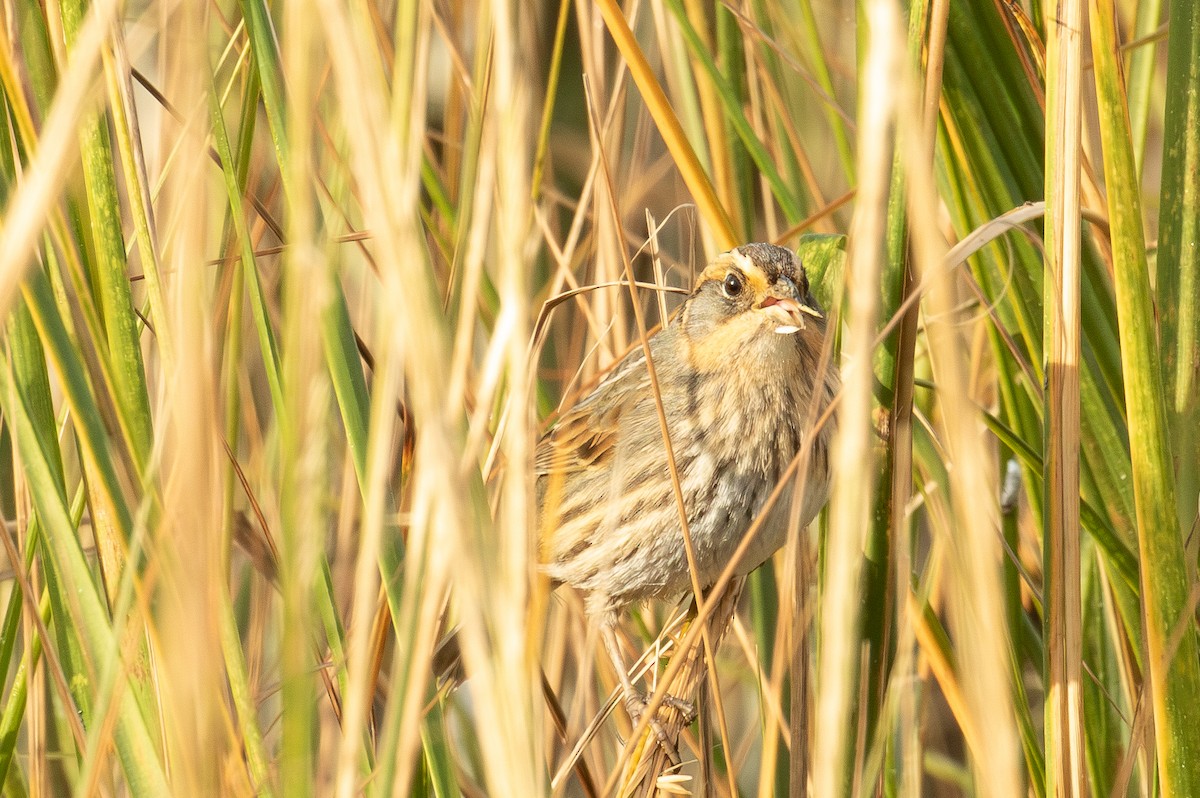 トゲオヒメドリ - ML644499302