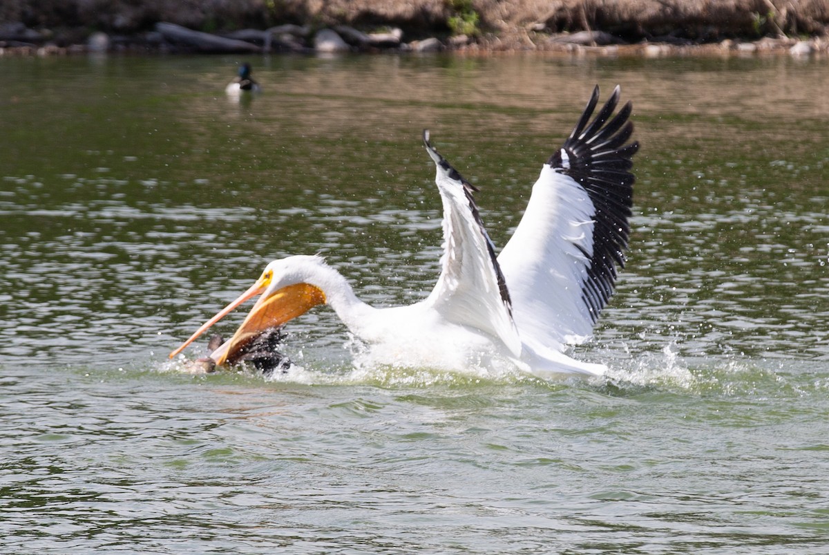 アメリカシロペリカン - ML644499303