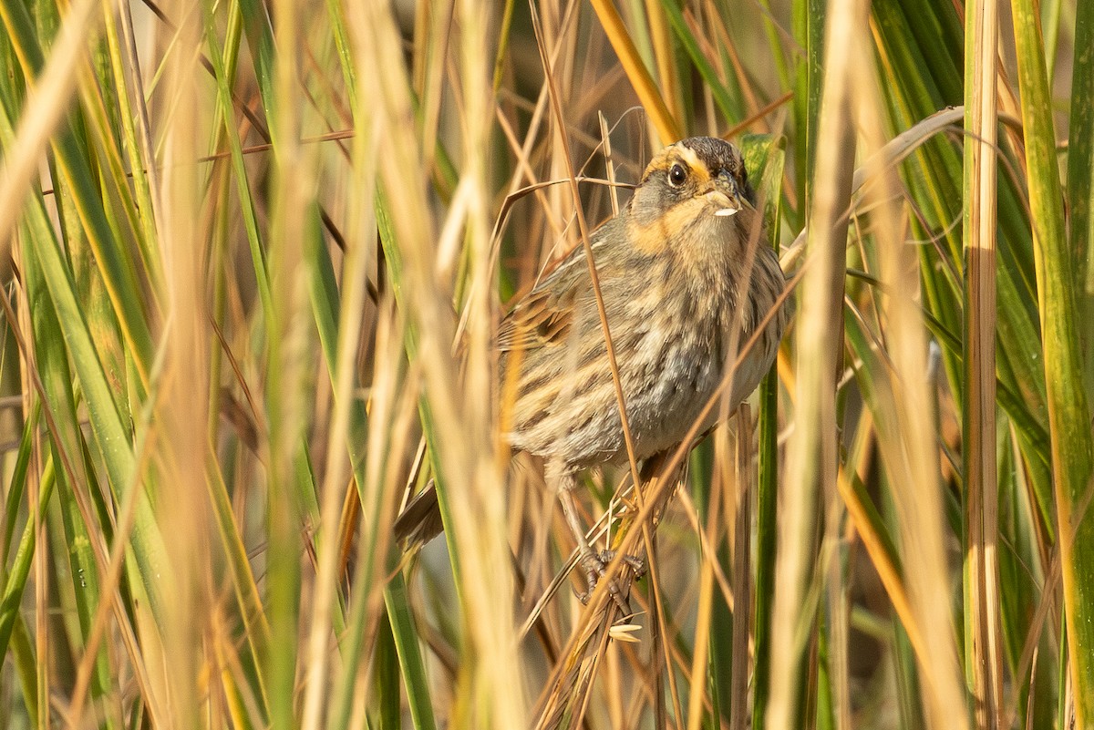 トゲオヒメドリ - ML644499304