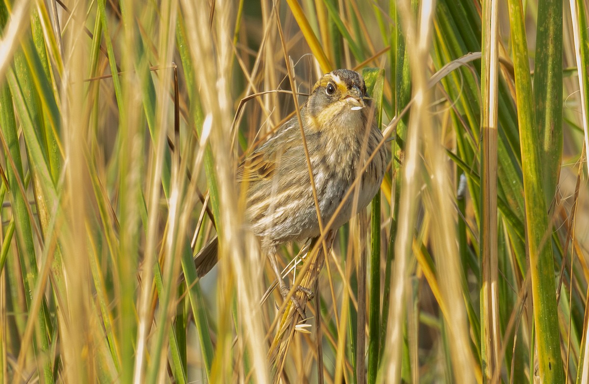 トゲオヒメドリ - ML644499305