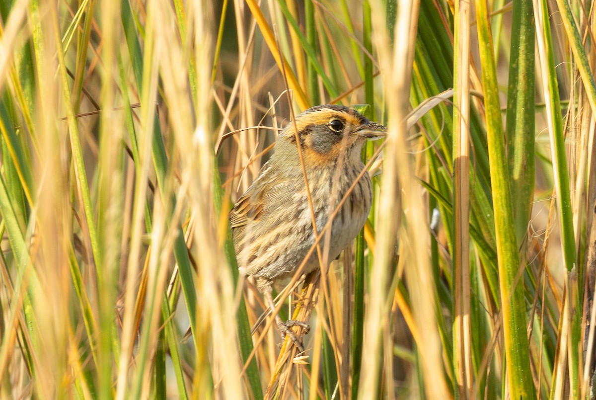 トゲオヒメドリ - ML644499306