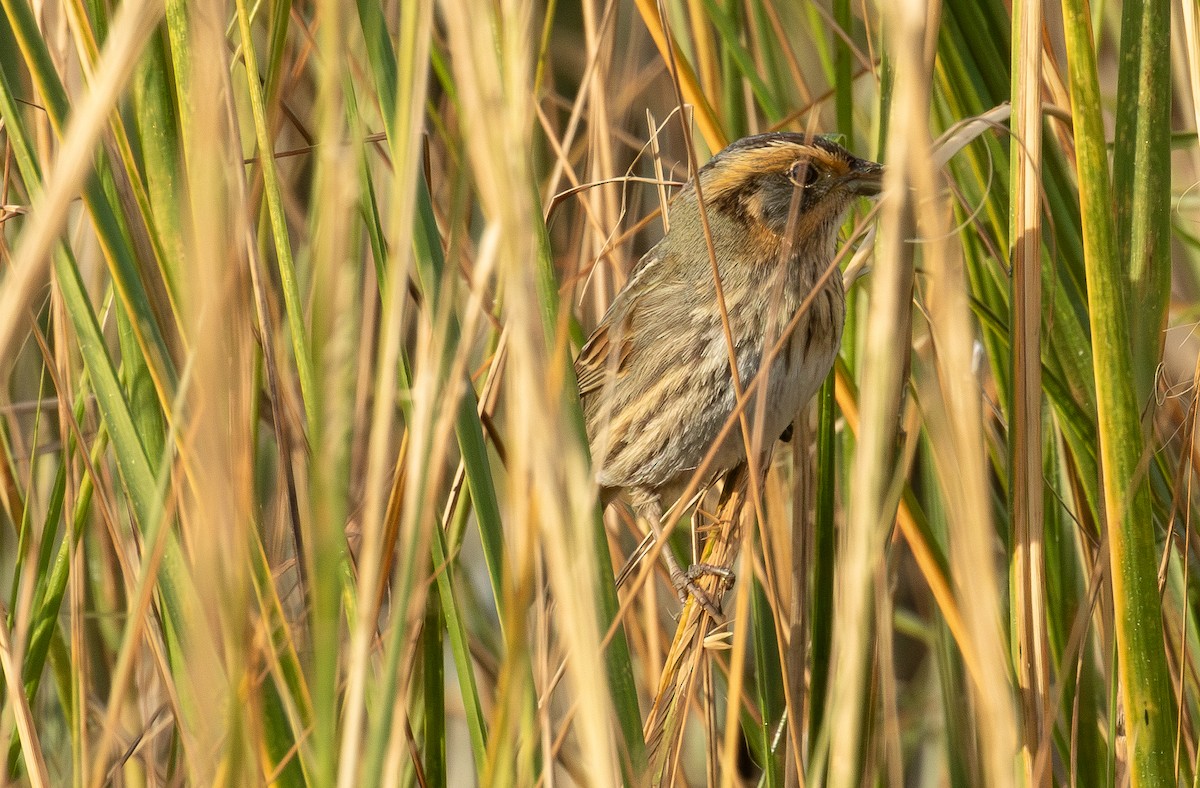 トゲオヒメドリ - ML644499307