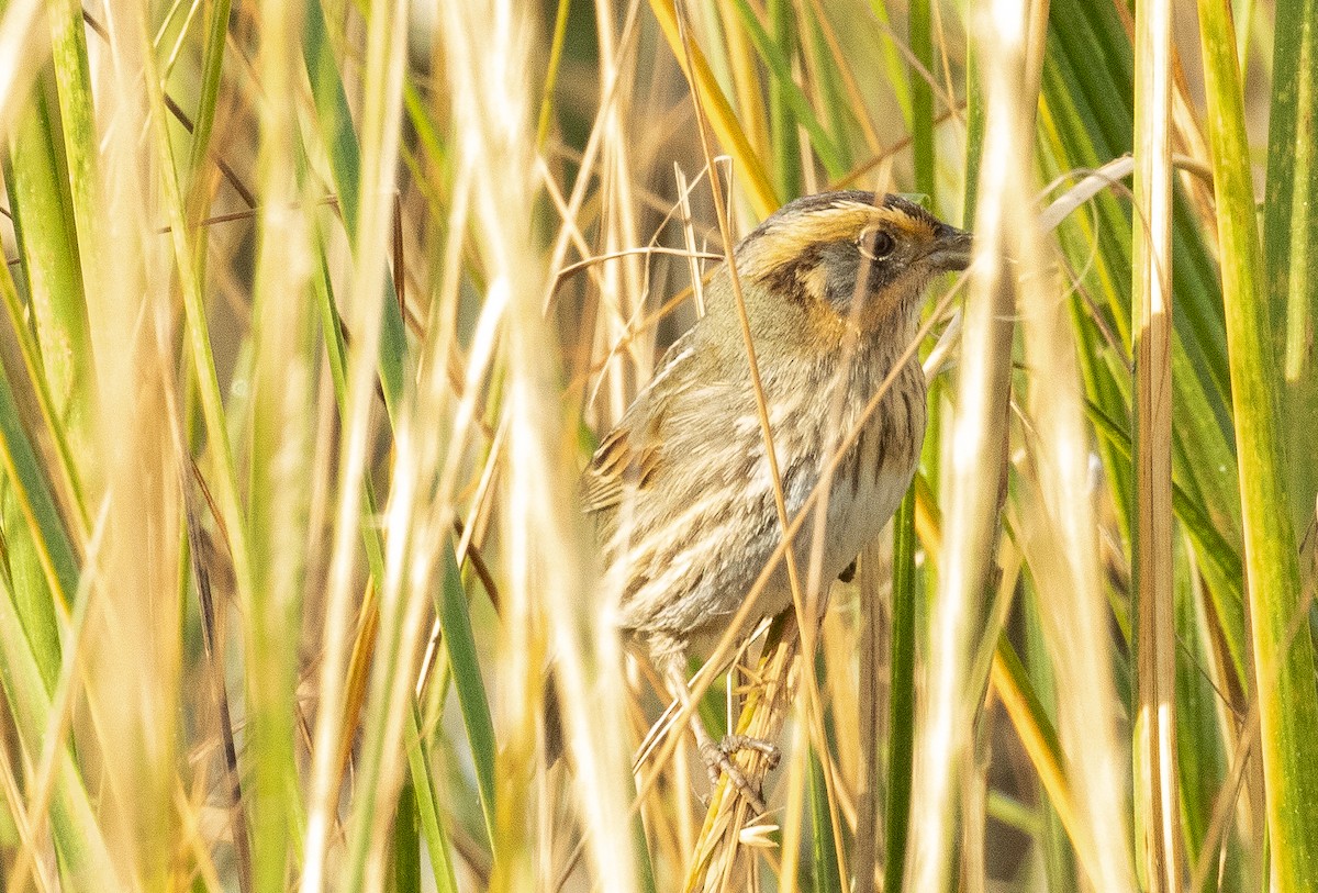 トゲオヒメドリ - ML644499308