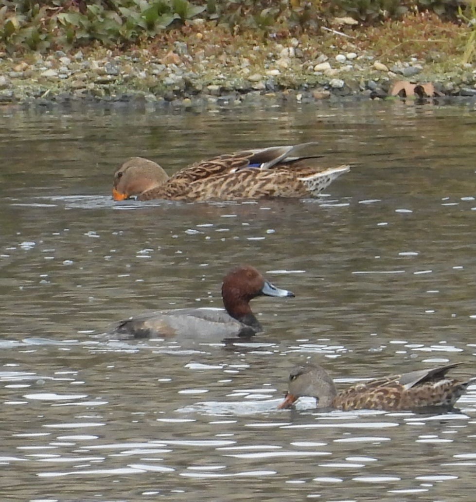 アメリカホシハジロ - ML644499309