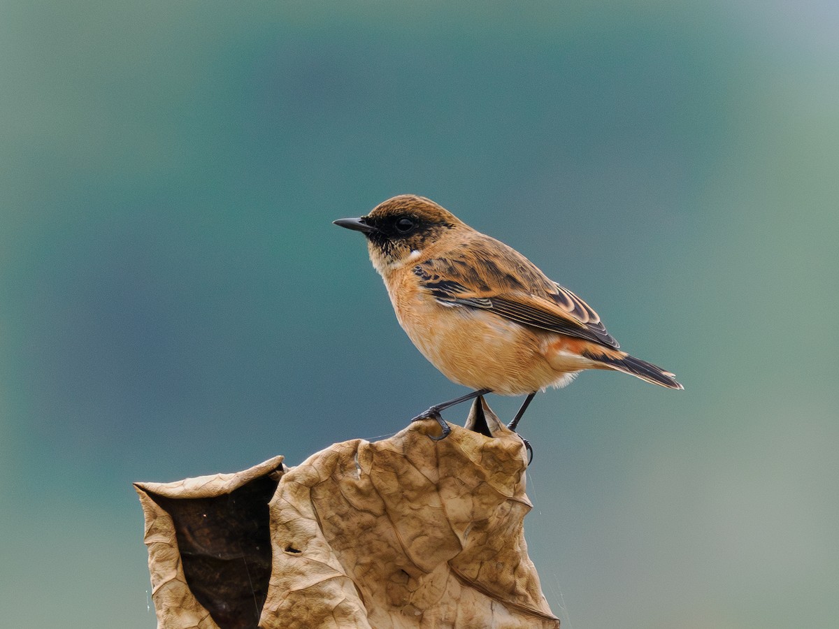 ノビタキ - ML644499310