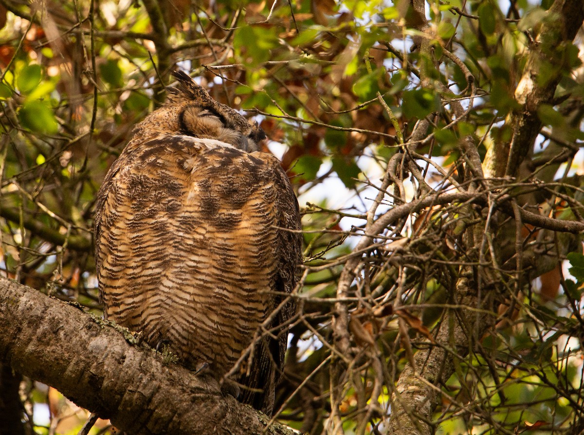 アメリカワシミミズク - ML644499312