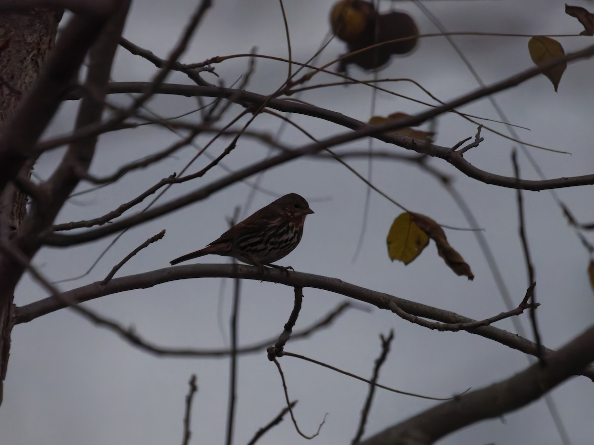 ゴマフスズメ - ML644499318