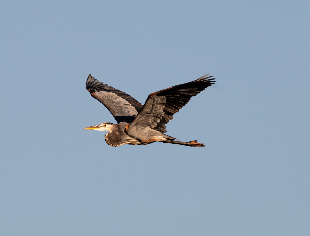 オオアオサギ - ML644499319