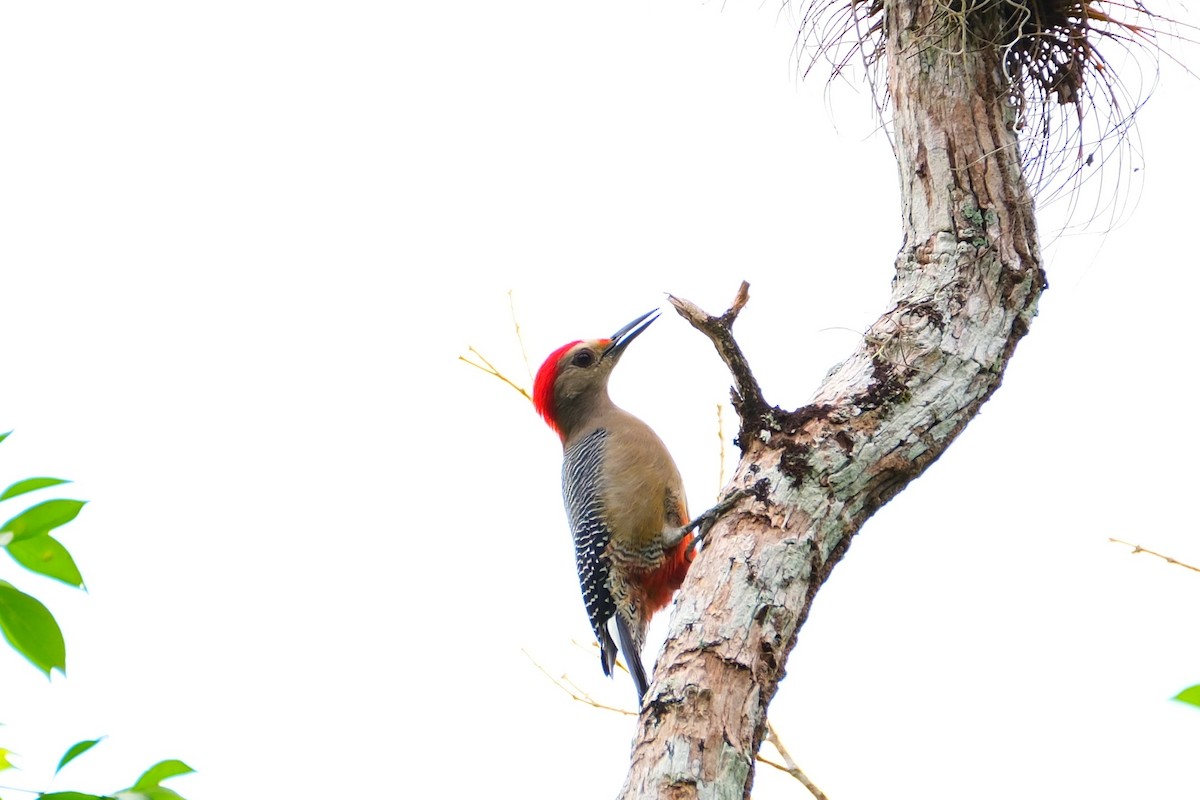 キバナシマセゲラ - ML644499320