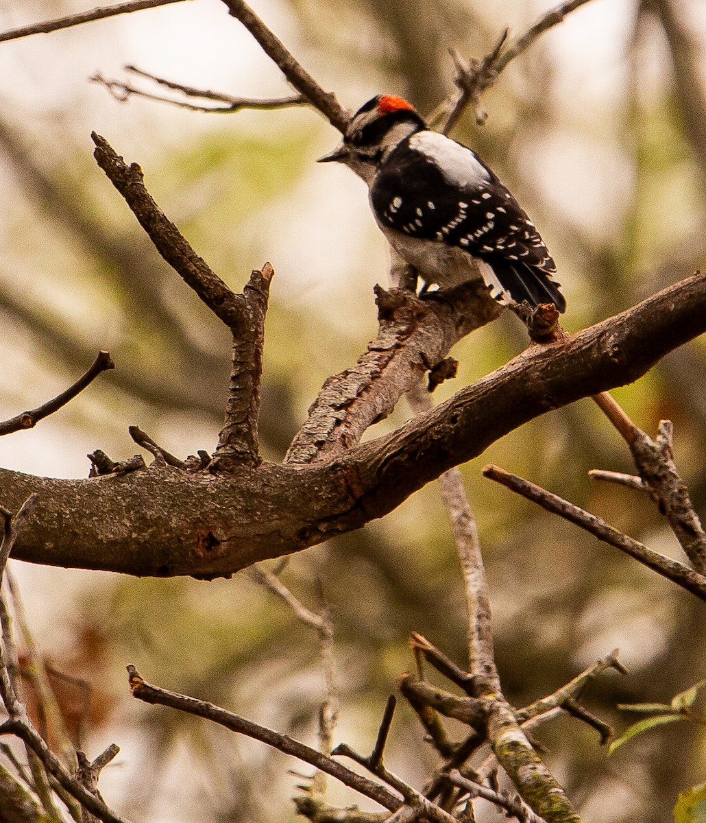 セジロコゲラ - ML644499321