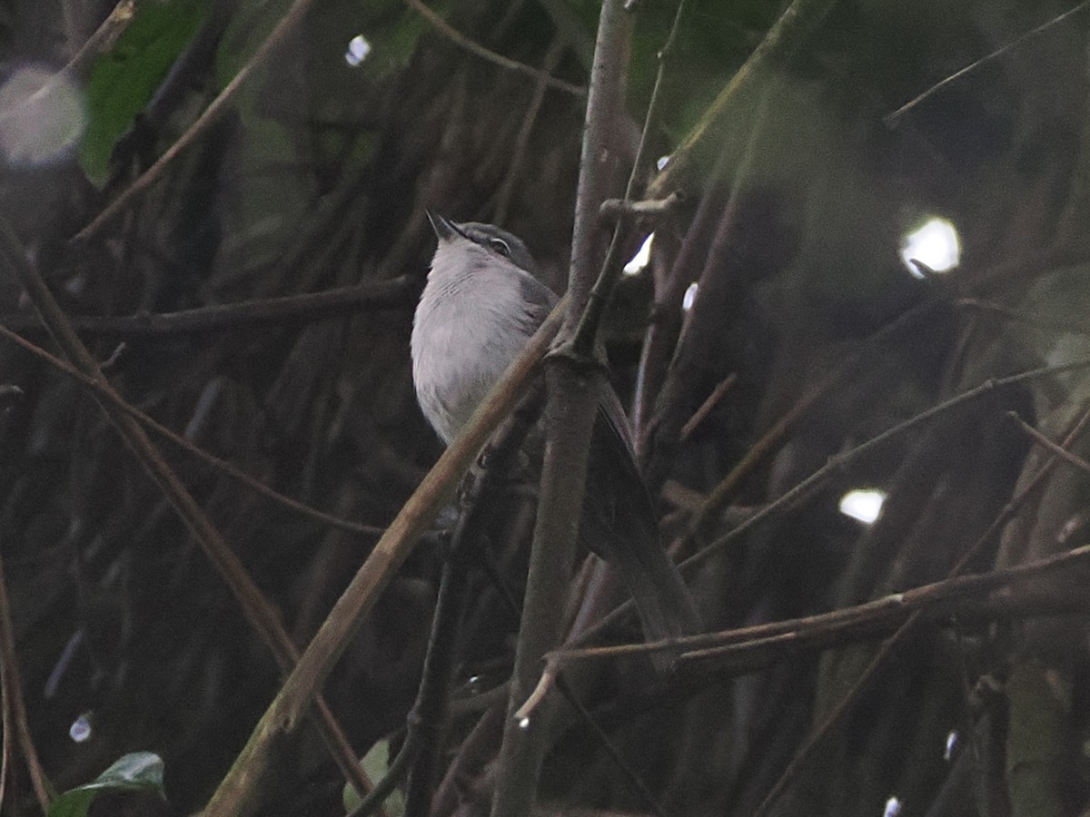 ウスハイイロヒタキ - ML644499322