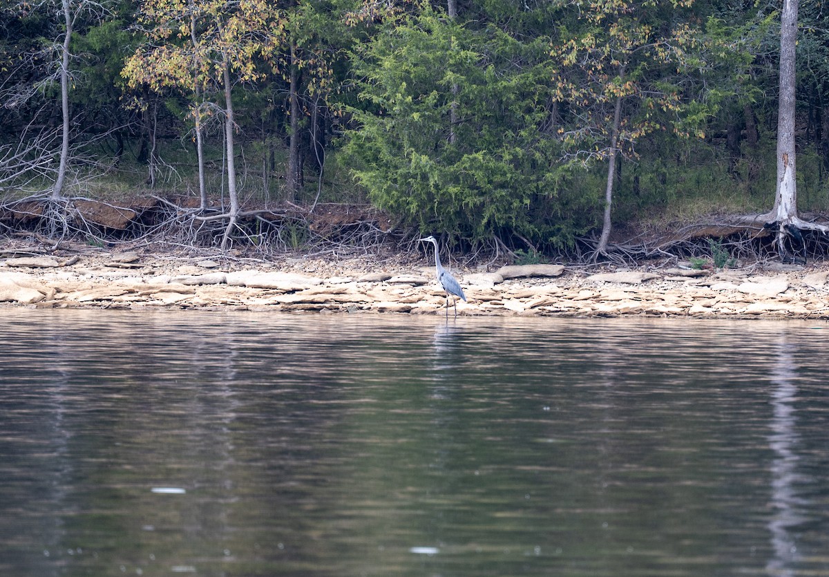 Great Blue Heron - ML644499330