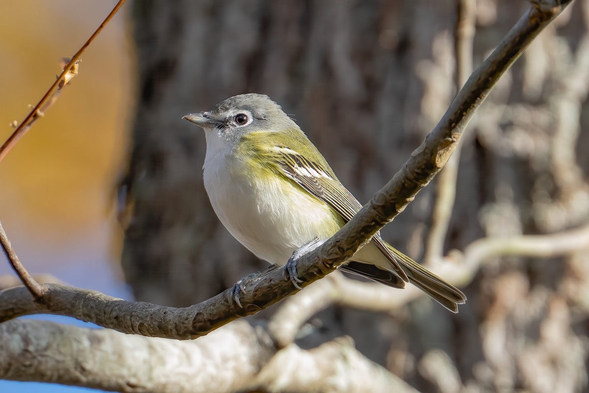 Blue-headed Vireo - ML644499331