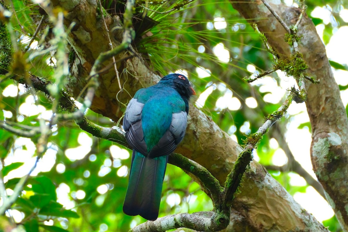 oransjenebbtrogon - ML644499348