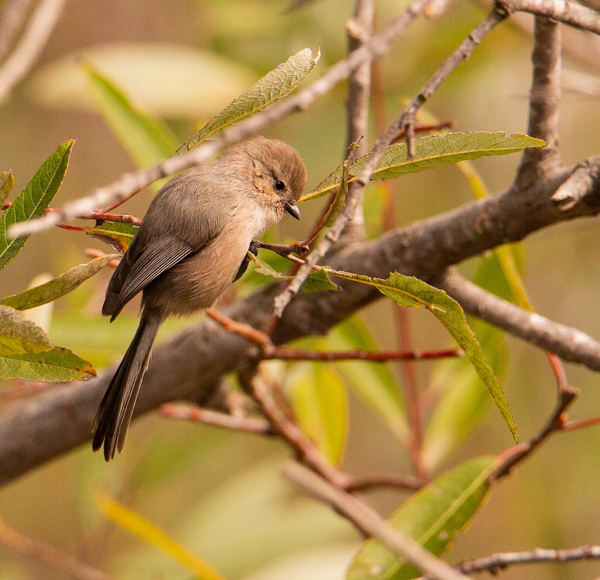 Bushtit - ML644499352
