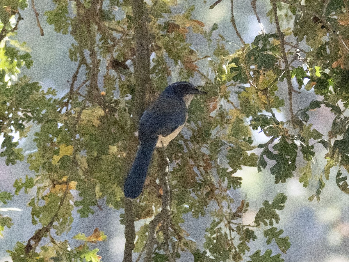 Калифорнийская сойка - ML644499365