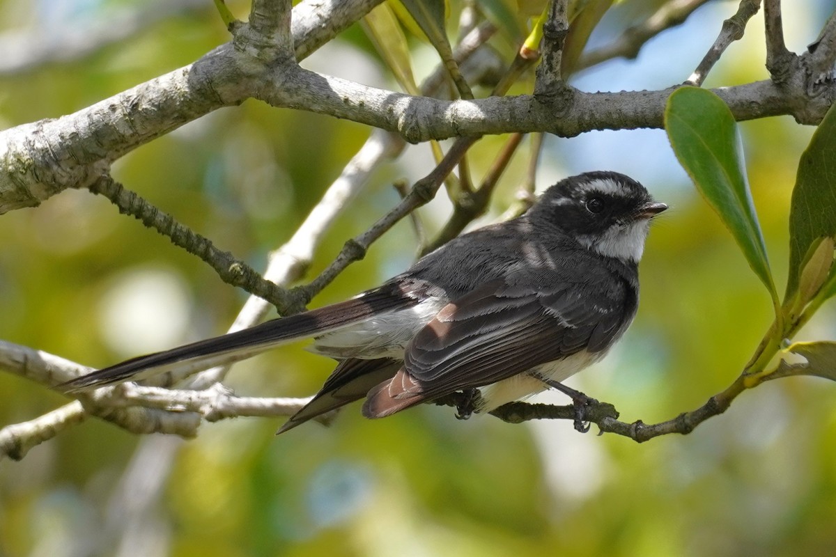 Gray Fantail - ML644499370