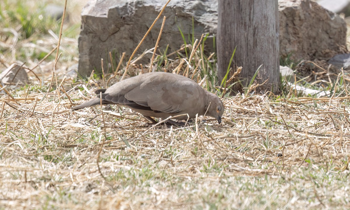 Black-winged Ground Dove - ML644499384