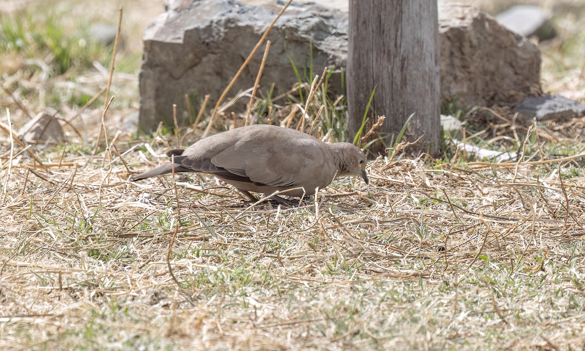 Black-winged Ground Dove - ML644499385