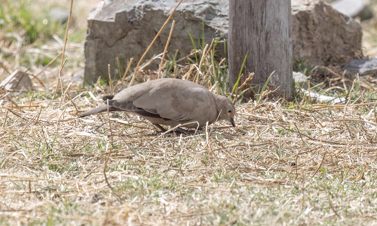 Black-winged Ground Dove - ML644499386
