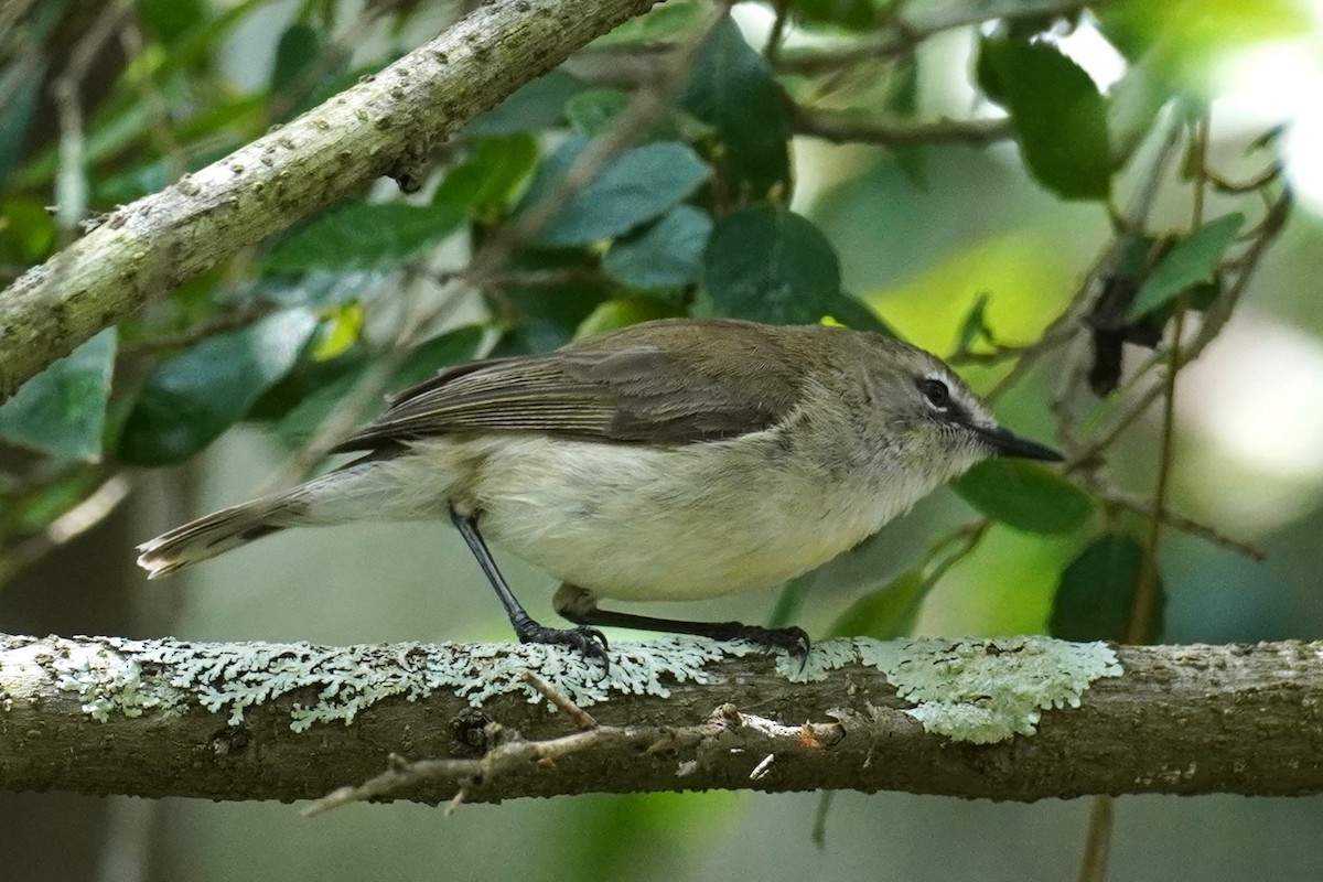 Mangrove Gerygone - ML644499399