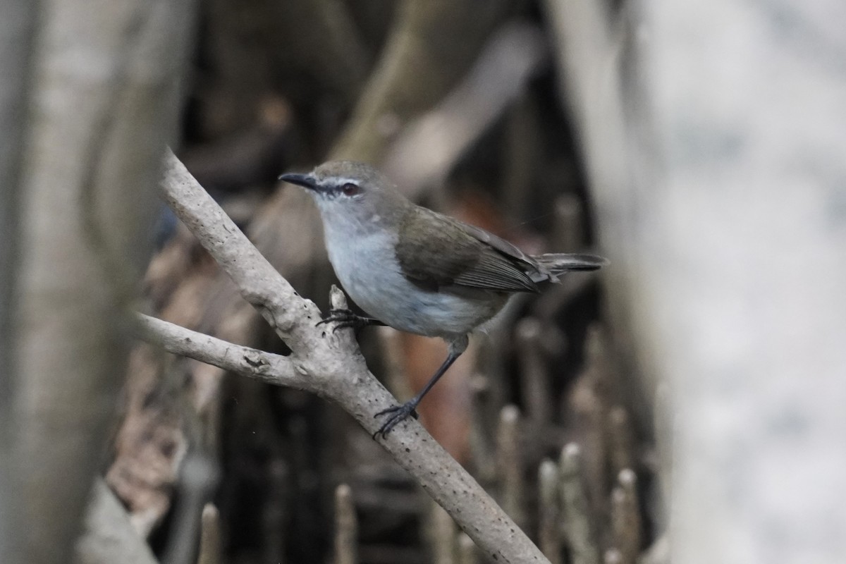 Mangrove Gerygone - ML644499400
