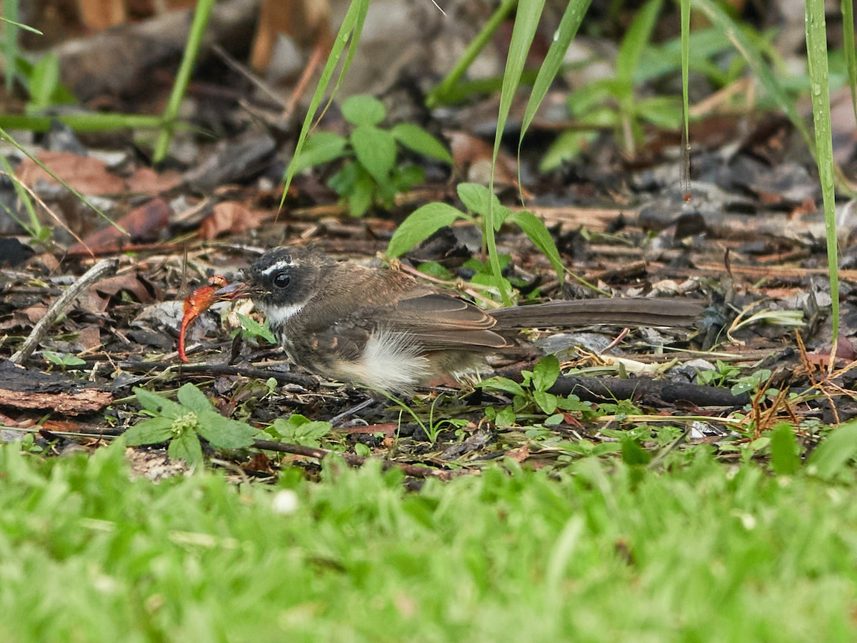 Malaysian Pied-Fantail - ML644499428