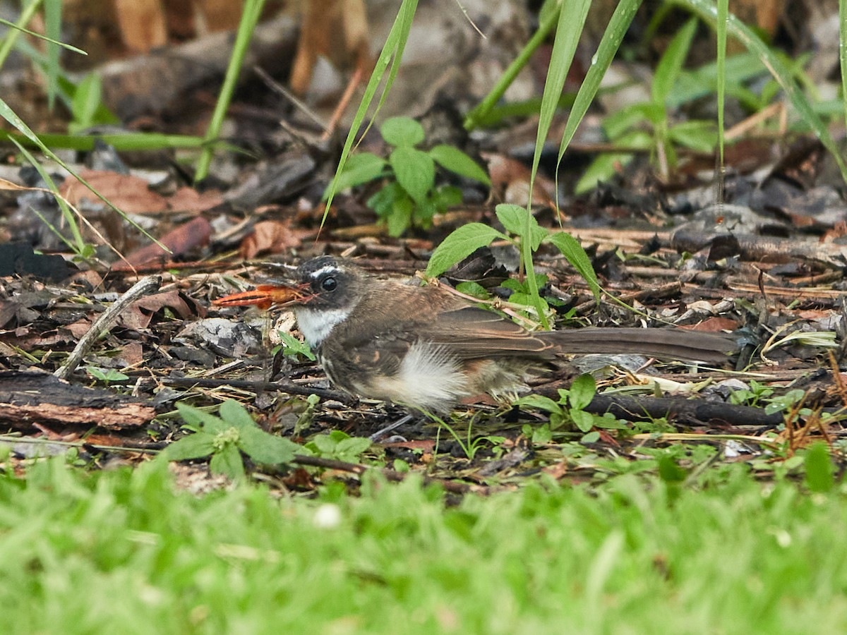 Malaysian Pied-Fantail - ML644499429