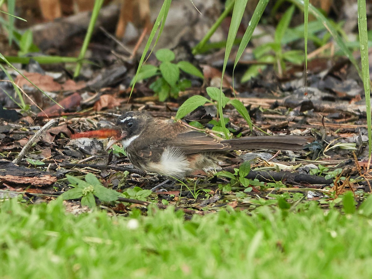 Malaysian Pied-Fantail - ML644499430