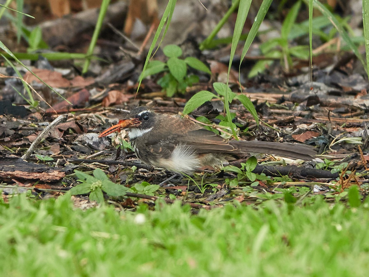Malaysian Pied-Fantail - ML644499431
