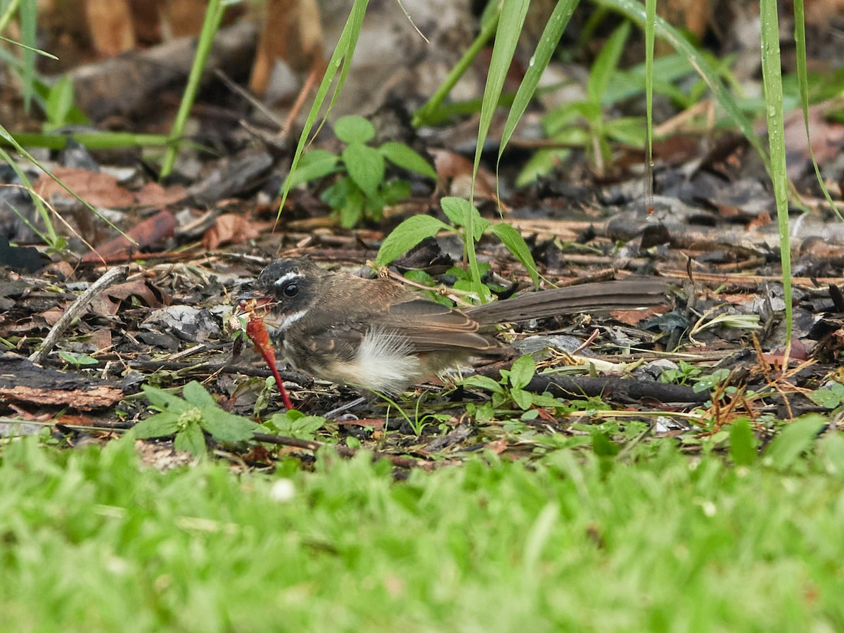 Malaysian Pied-Fantail - ML644499432