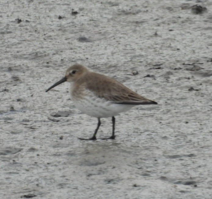 黑腹濱鷸 - ML644499436