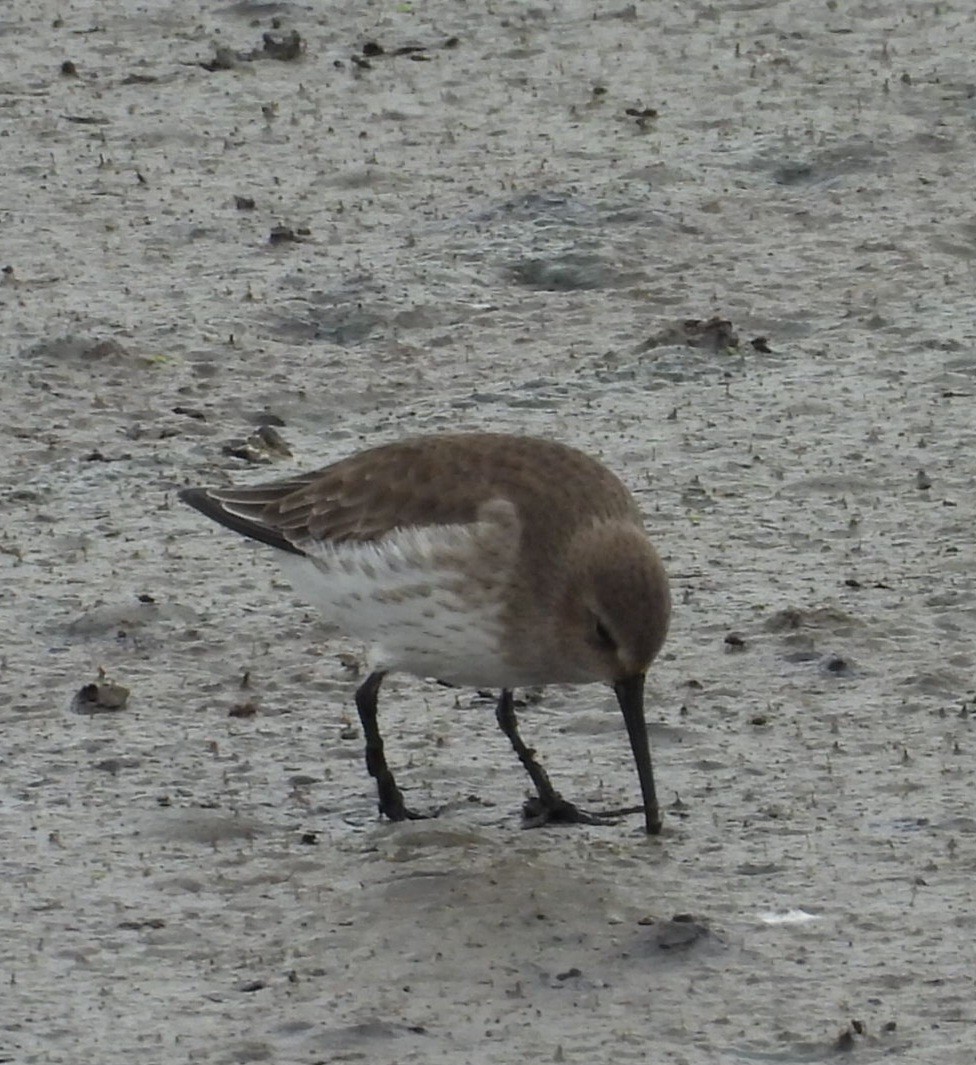 黑腹濱鷸 - ML644499437