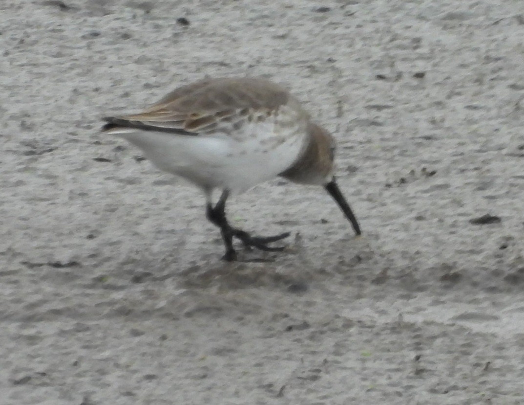 黑腹濱鷸 - ML644499438