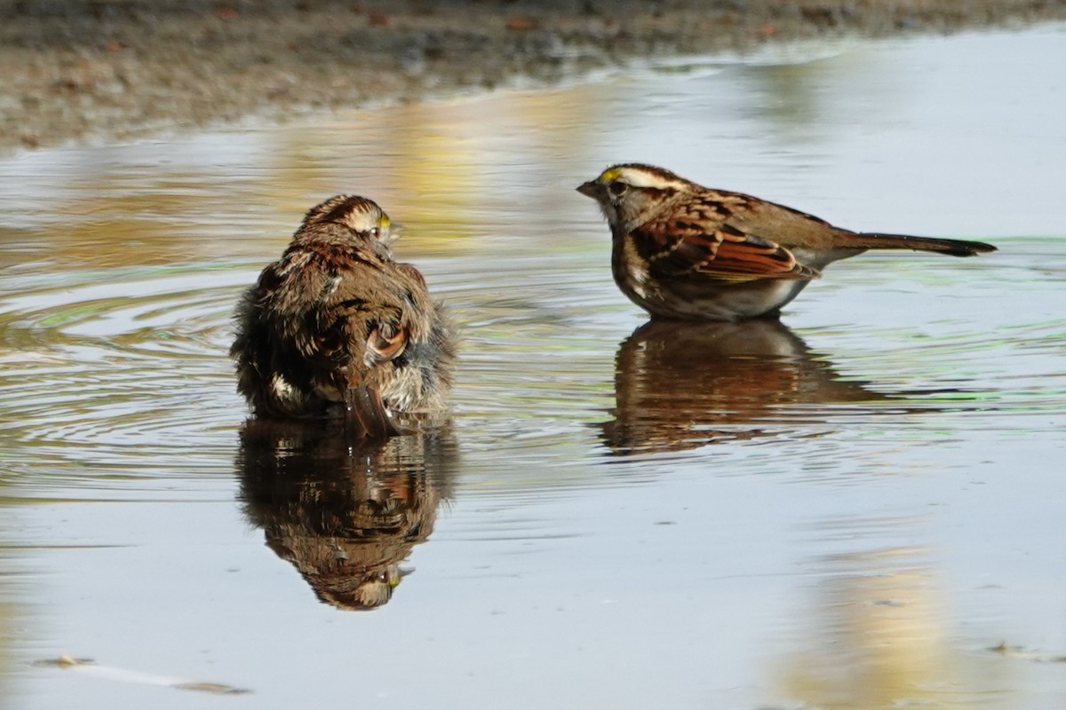 hvitstrupespurv - ML644499449