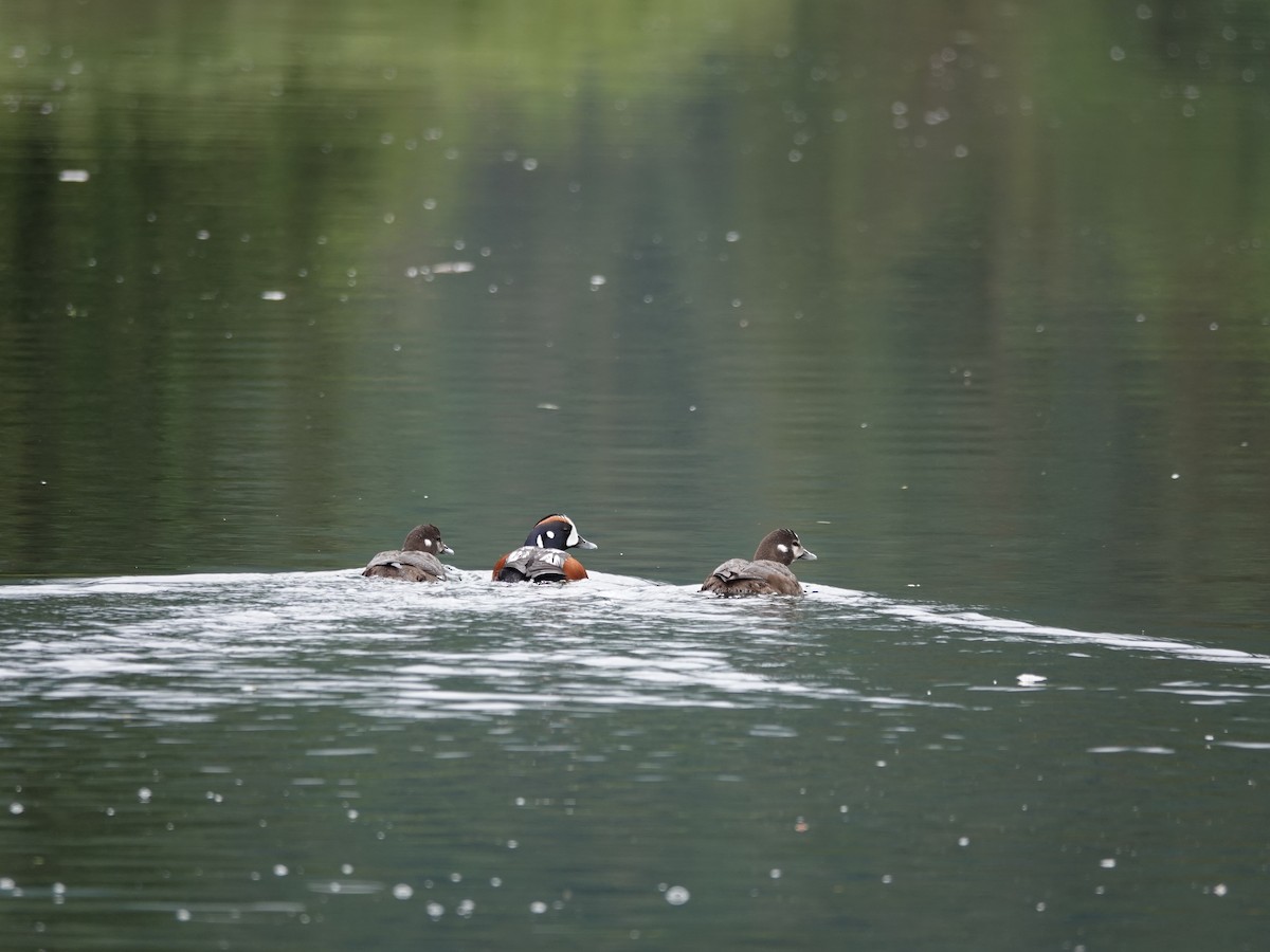 Хотгуужин чөрх - ML644499452