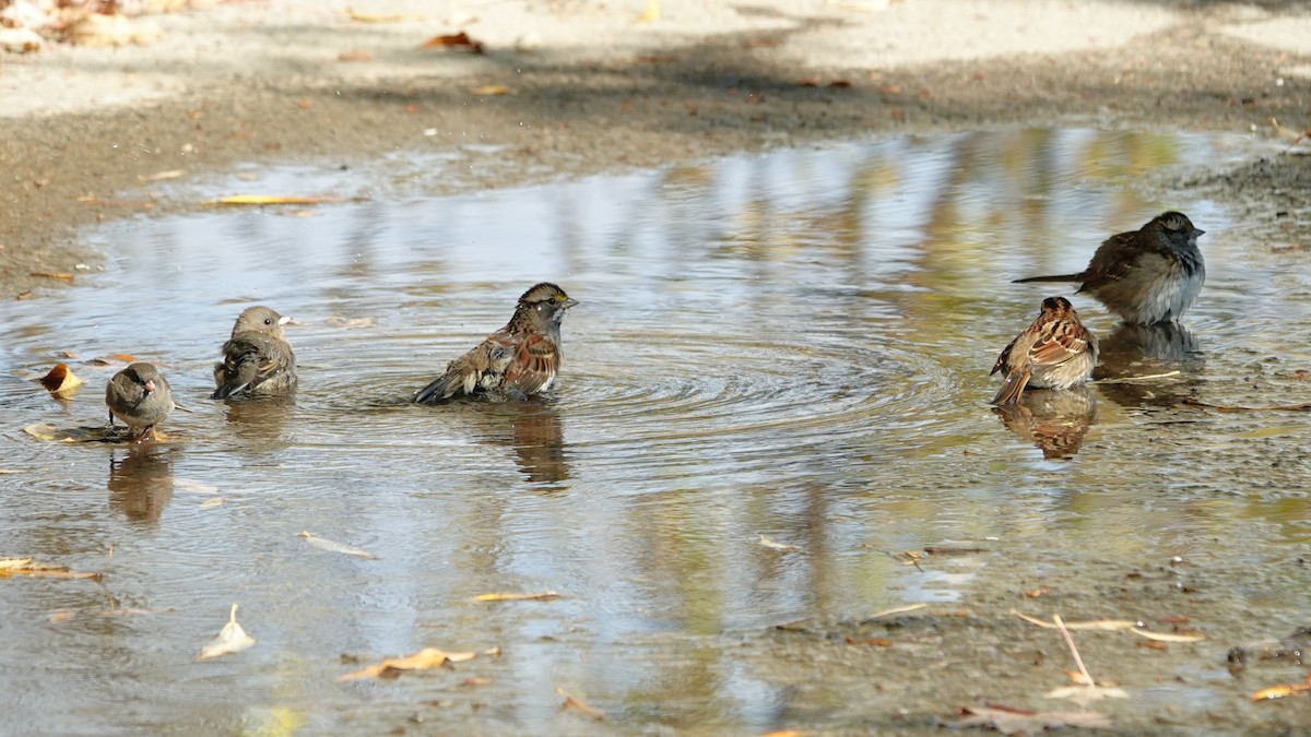 hvitstrupespurv - ML644499453