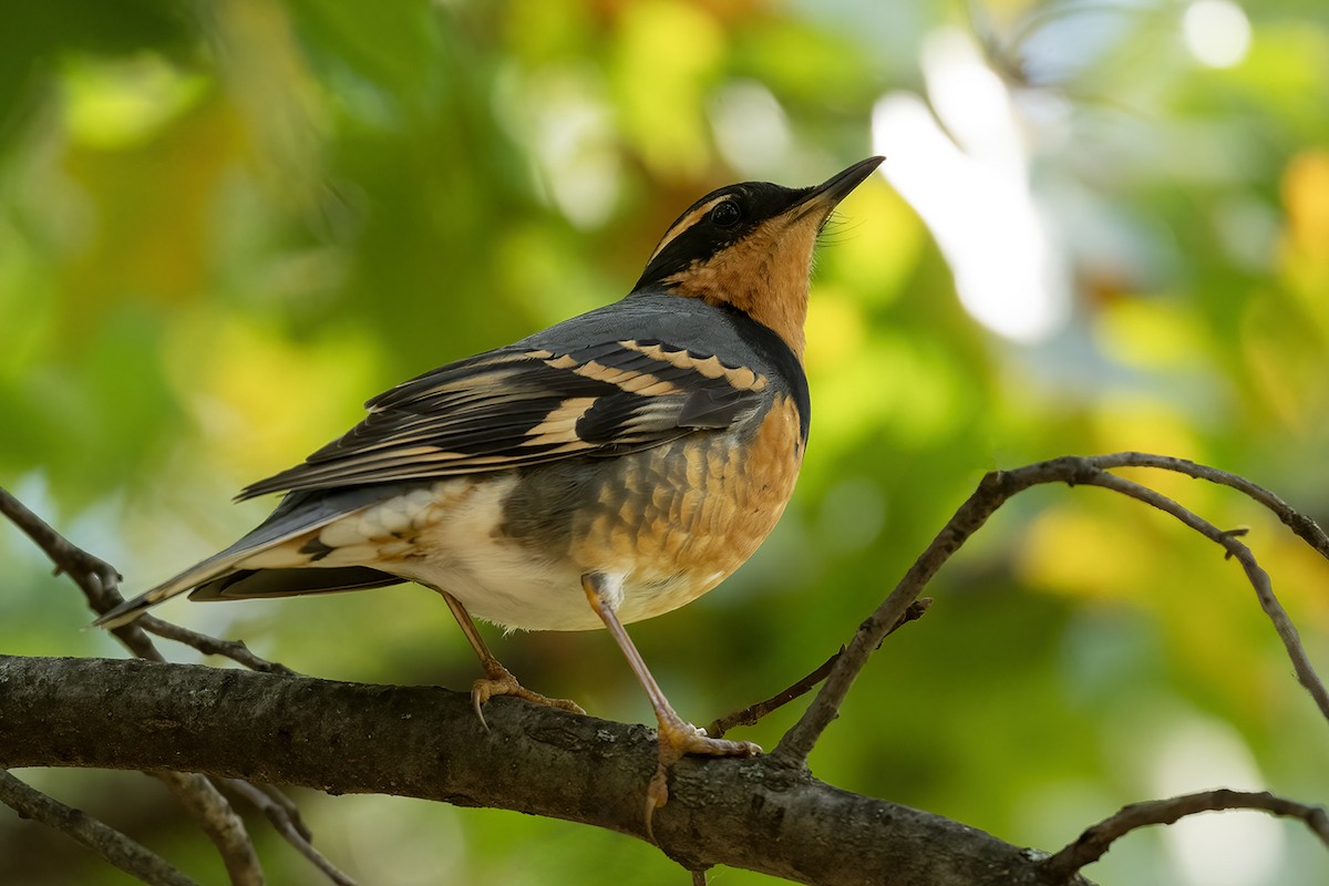 Varied Thrush - ML644499454