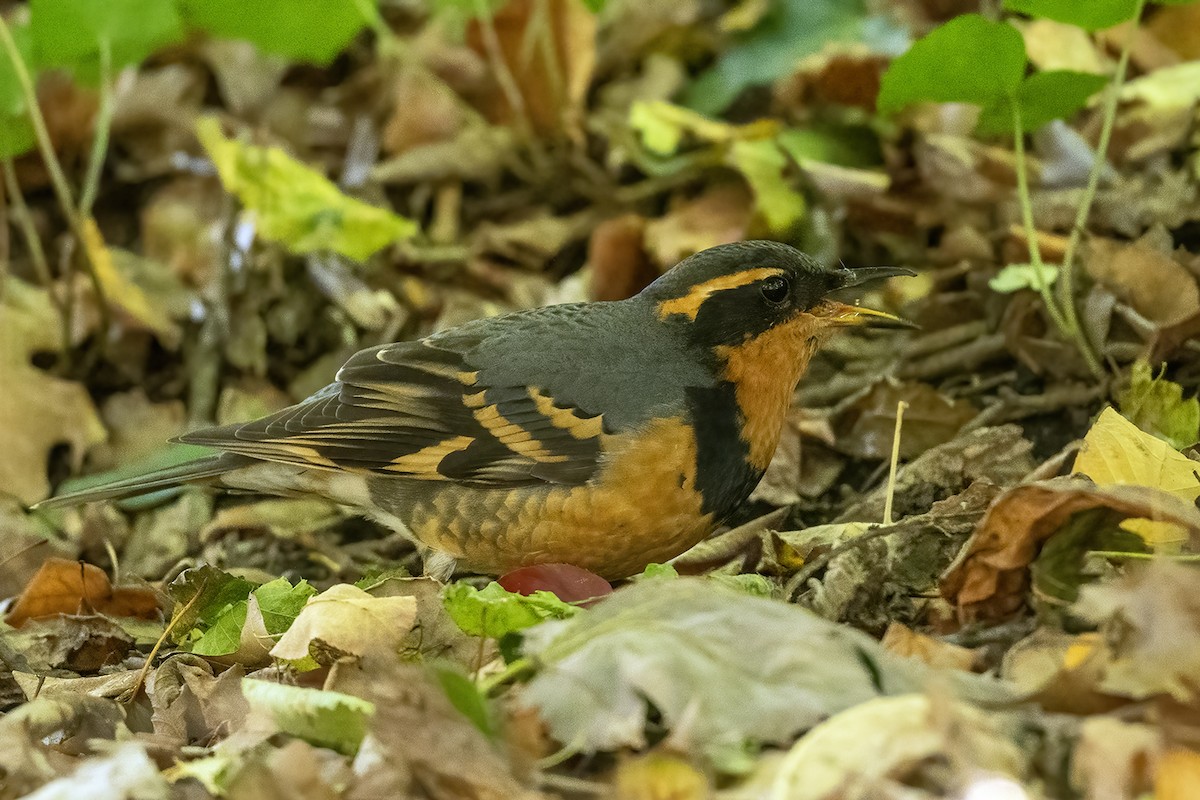 Varied Thrush - ML644499455