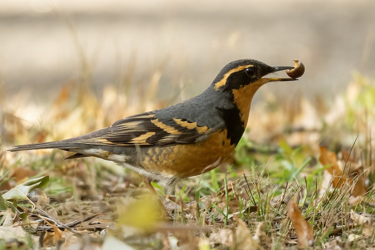 Varied Thrush - ML644499456