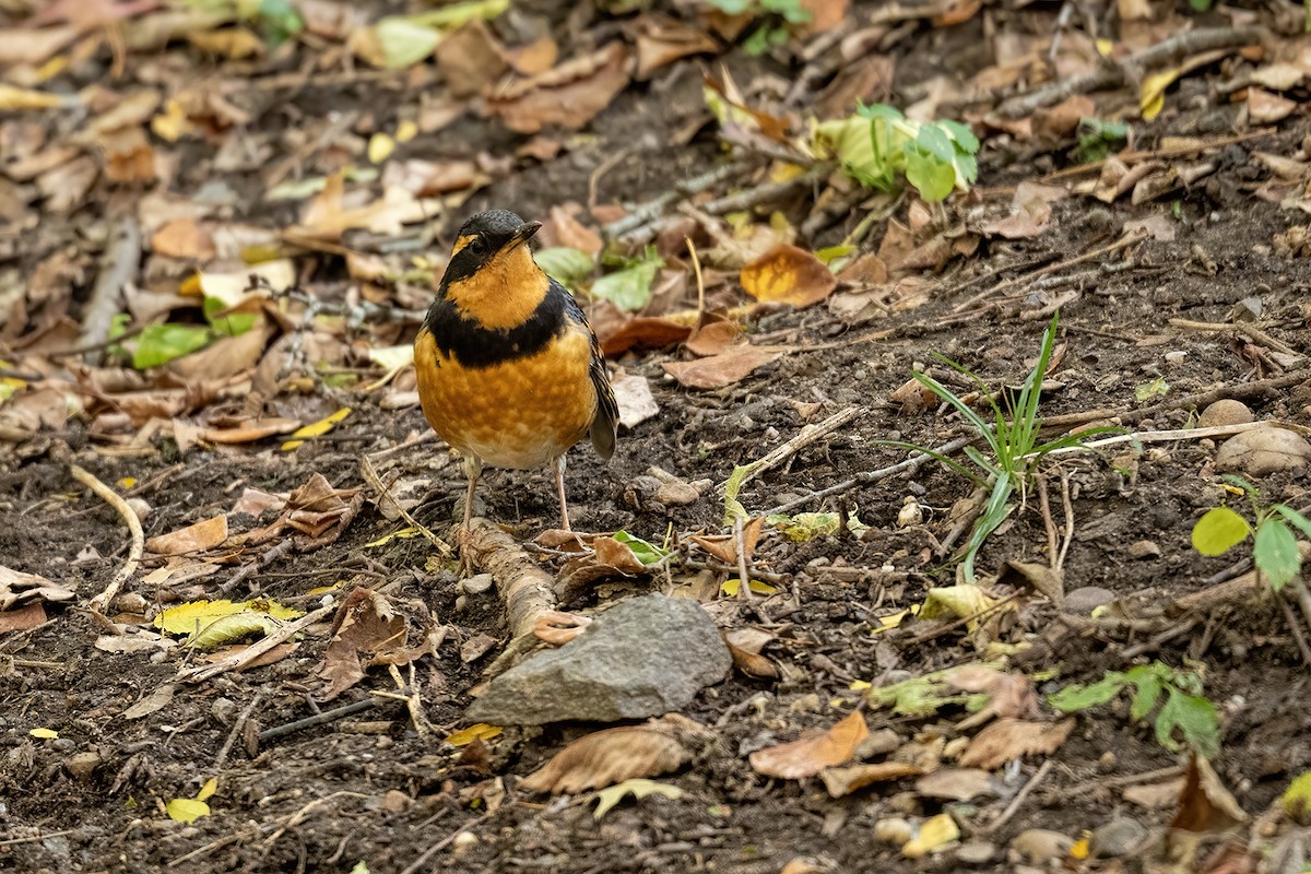 Varied Thrush - ML644499457