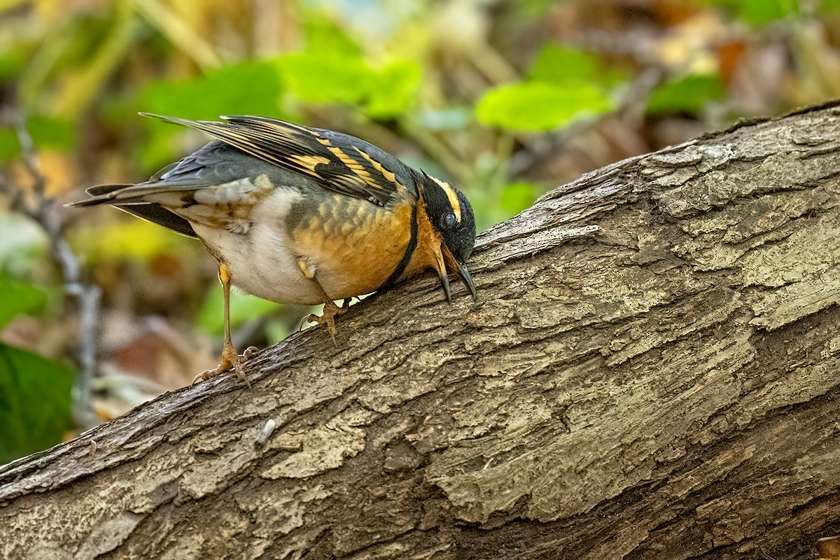 Varied Thrush - ML644499458